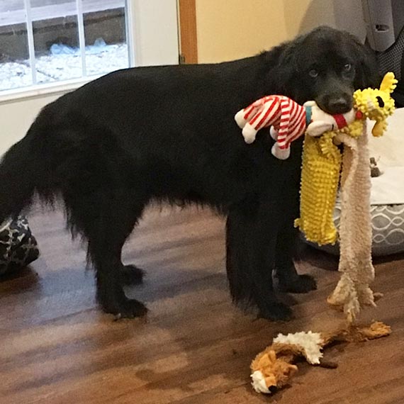 Doggie with Toys