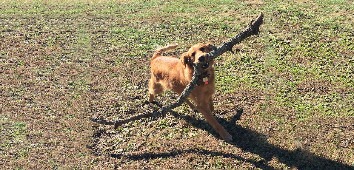 Dog with branch