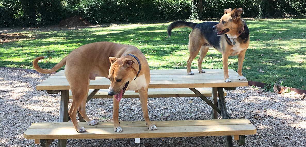 Dogs on a picnic